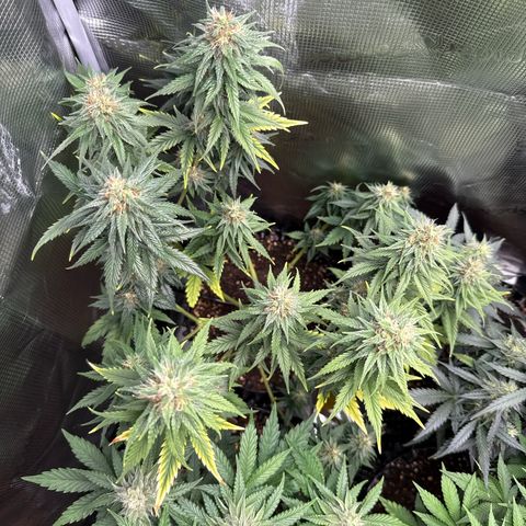 Special Kush #1 growlog timeline photo
