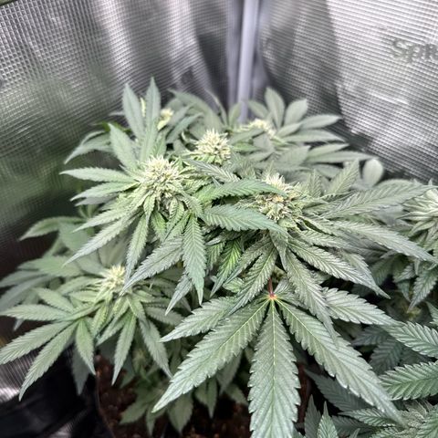 Rainbow Melon growlog timeline photo