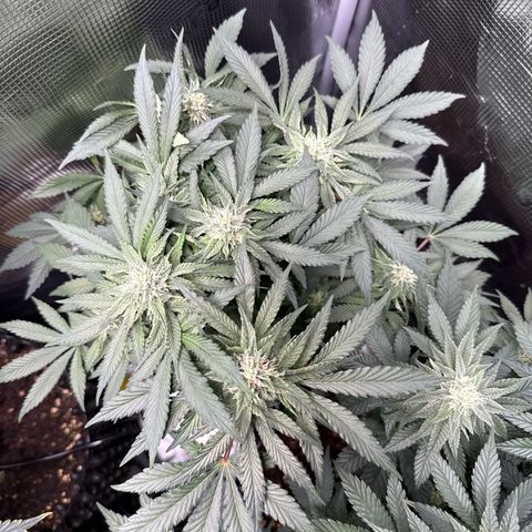 Rainbow Melon growlog timeline photo