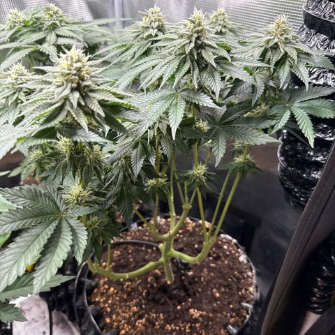 Gorilla Melon growlog timeline photo