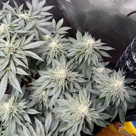 Gorilla Melon growlog timeline photo