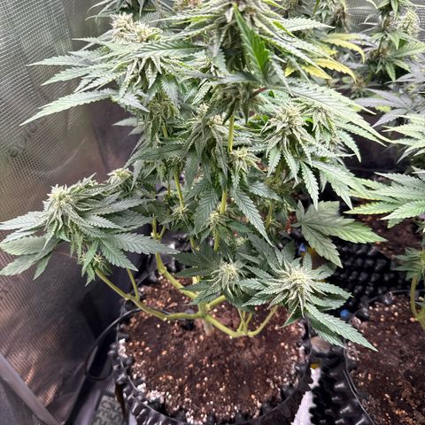 Lemonpaya growlog timeline photo