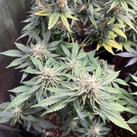 Lemonpaya growlog timeline photo
