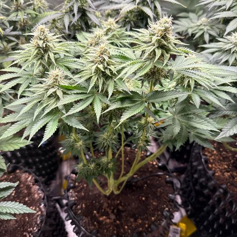 Gorilla Melon growlog timeline photo