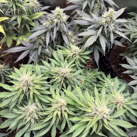 Gorilla Melon growlog timeline photo