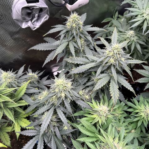 Fat Banana growlog timeline photo