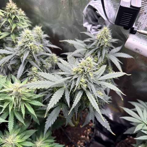 Fat Banana growlog timeline photo