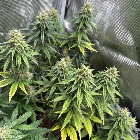 Special Kush #1 growlog timeline photo