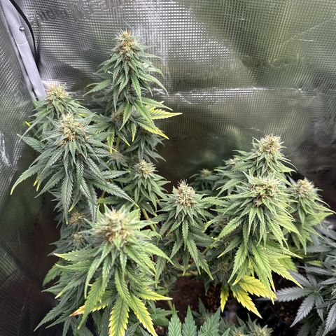 Special Kush #1 growlog timeline photo