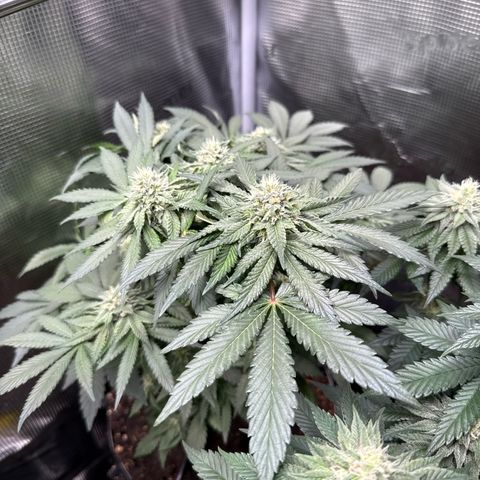 Rainbow Melon growlog timeline photo