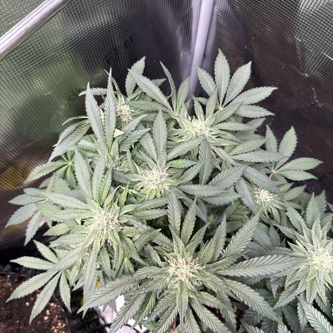 Rainbow Melon growlog timeline photo