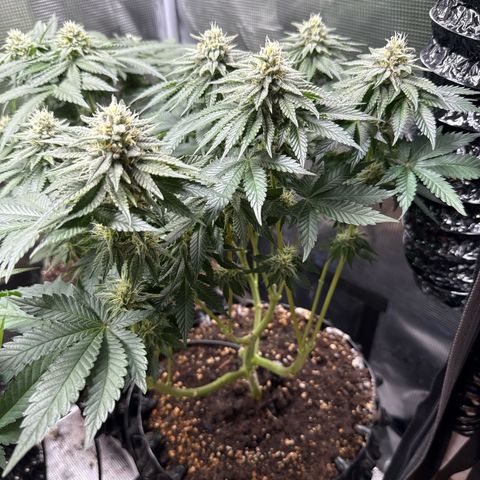 Gorilla Melon growlog timeline photo
