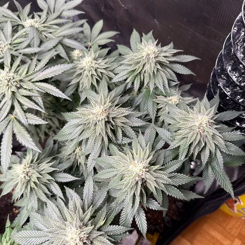 Gorilla Melon growlog timeline photo