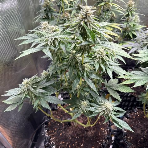 Lemonpaya growlog timeline photo