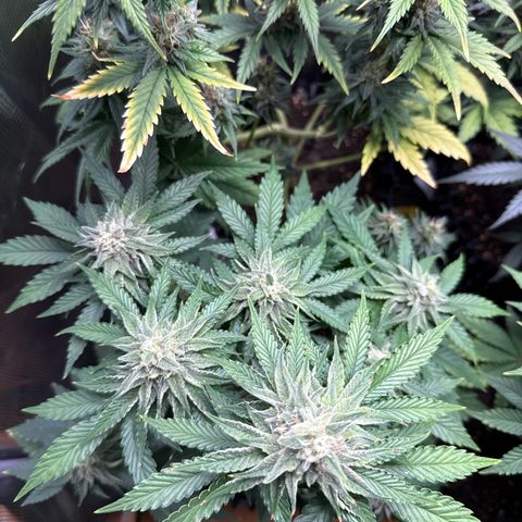 Lemonpaya growlog timeline photo