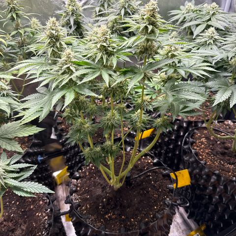 Gorilla Melon growlog timeline photo