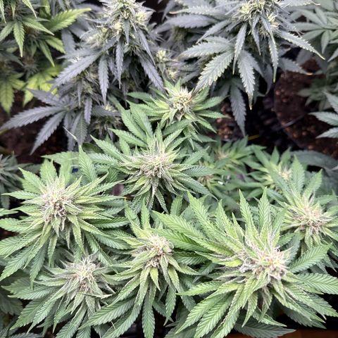 Gorilla Melon growlog timeline photo