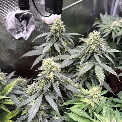 Fat Banana growlog timeline photo