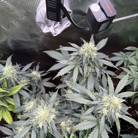 Fat Banana growlog timeline photo