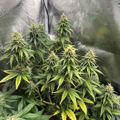 Special Kush #1 growlog timeline photo