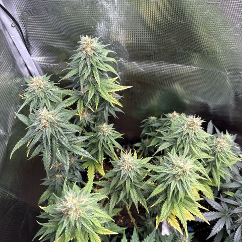 Special Kush #1 growlog timeline photo