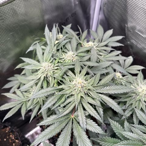 Rainbow Melon growlog timeline photo