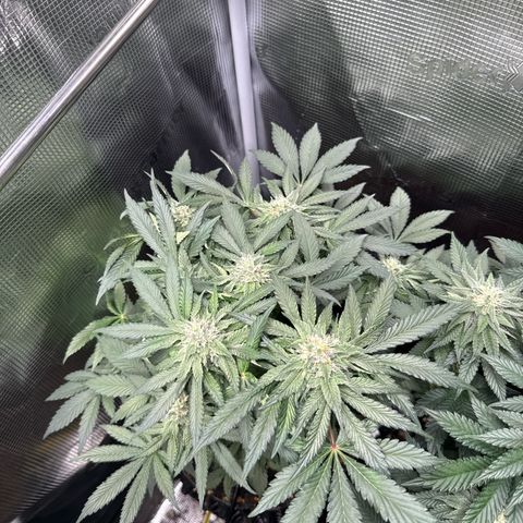 Rainbow Melon growlog timeline photo