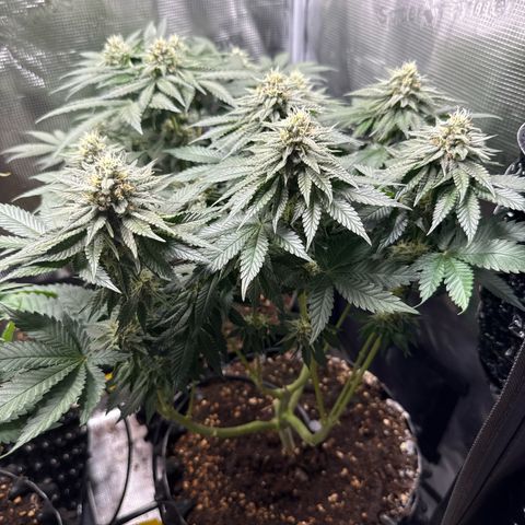 Gorilla Melon growlog timeline photo