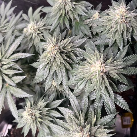 Gorilla Melon growlog timeline photo