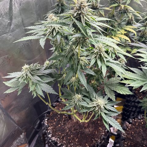 Lemonpaya growlog timeline photo