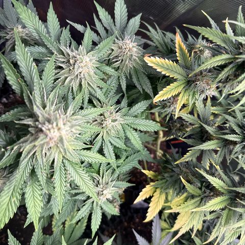 Lemonpaya growlog timeline photo