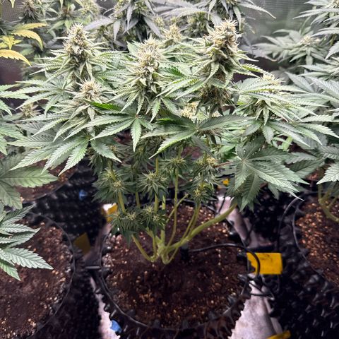 Gorilla Melon growlog timeline photo