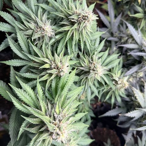 Gorilla Melon growlog timeline photo