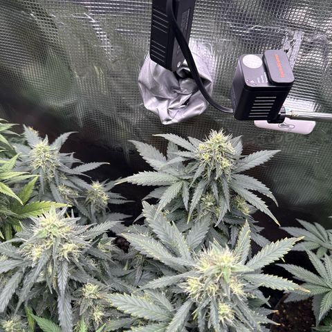Fat Banana growlog timeline photo