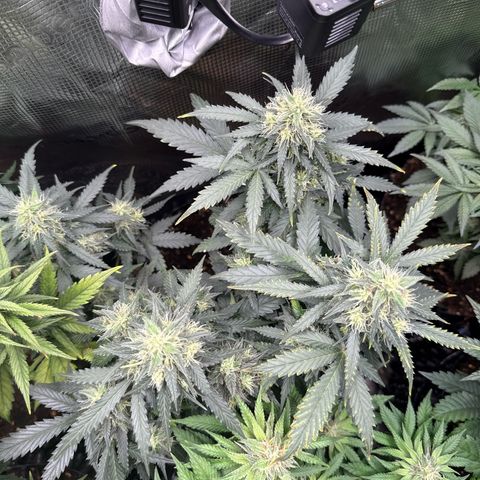 Fat Banana growlog timeline photo