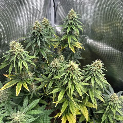Special Kush #1 growlog timeline photo