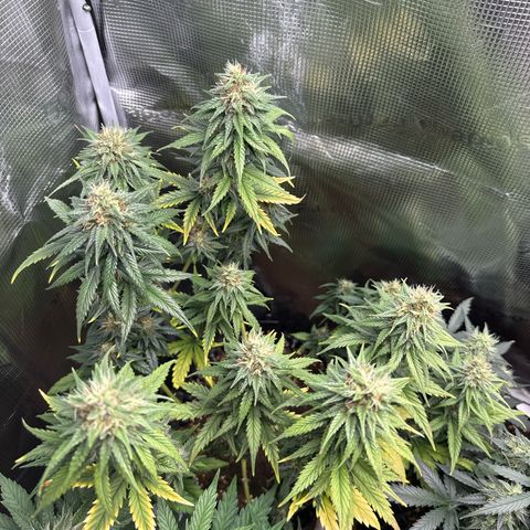 Special Kush #1 growlog timeline photo