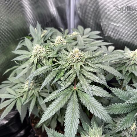 Rainbow Melon growlog timeline photo