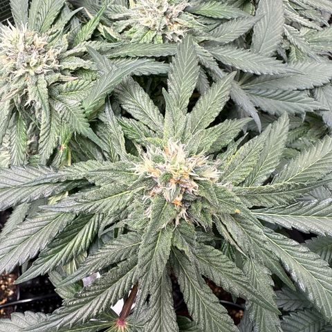 Rainbow Melon growlog timeline photo