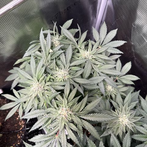 Rainbow Melon growlog timeline photo