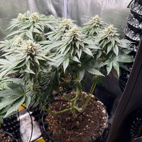 Gorilla Melon growlog timeline photo