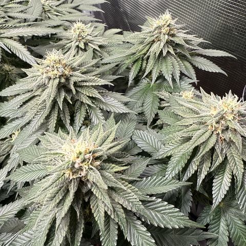 Gorilla Melon growlog timeline photo