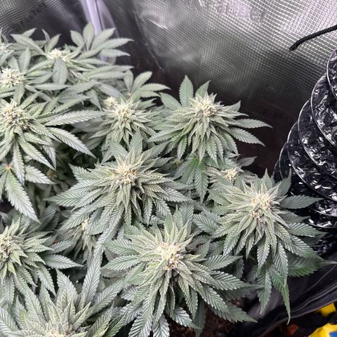 Gorilla Melon growlog timeline photo