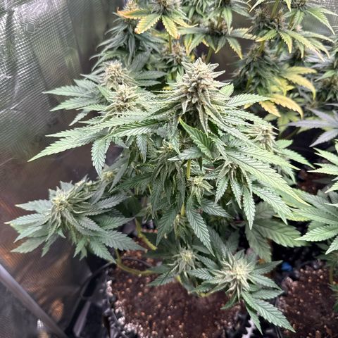 Lemonpaya growlog timeline photo