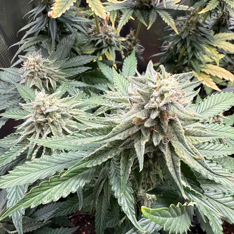 Lemonpaya growlog timeline photo