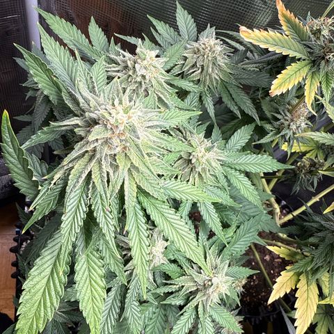 Lemonpaya growlog timeline photo