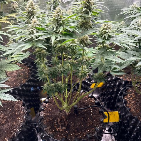 Gorilla Melon growlog timeline photo