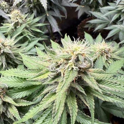 Gorilla Melon growlog timeline photo