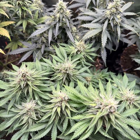 Gorilla Melon growlog timeline photo