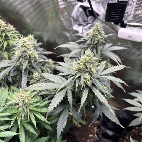 Fat Banana growlog timeline photo